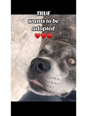 A post by @alixearle on TikTok caption: TRUE wants a forever home :) email asdfoster@Miamidade.gov ♥️