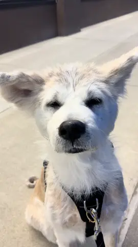 A post by @naokisugarboo on TikTok caption: Me. #naoki 