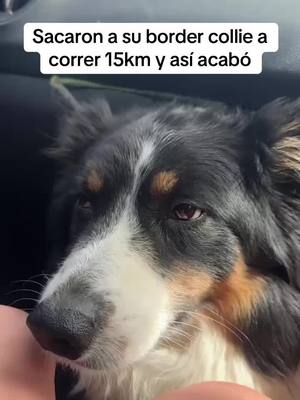 A post by @ceciarmy on TikTok caption: La primera vez que veo a un border collie dormirse @Ally Carter 