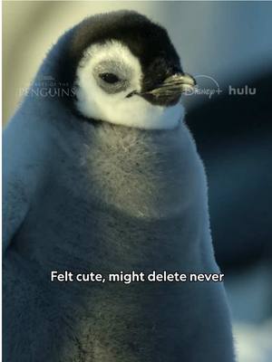 A post by @natgeo on TikTok caption: Hello world it’s Popi the penguin! Nat Geo’s social media manager dropped their phone. It’s my first time using one of these. Is this how you make friends? #SecretsOfThePenguins is now streaming on @Disney+ and @hulu. 