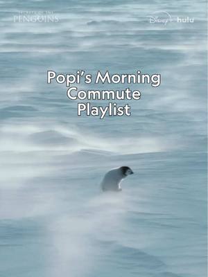 A post by @natgeo on TikTok caption: Need a little Tuesday motivation? Popi’s Antarctic commute has you covered. #SecretsOfThePenguins