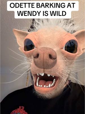 A post by @panchodoesitbetter on TikTok caption: ODETTE BARKING AT WENDY IS WILD (was it her tho?! )#odette#odetteeffect#wendyortiz#willito#wakakaka#influencer#fyp#shocking#explore#xyz#panchodoesitbetter#chisme#hispanic#viral#trending#drama#latino#pancho#mexico#dramatiktok#fyp