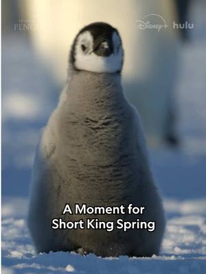 A post by @natgeo on TikTok caption: I'm not just an emperor, I'm a king 😉 #SecretsOfThePenguins is now streaming on @Disney+ and @hulu.