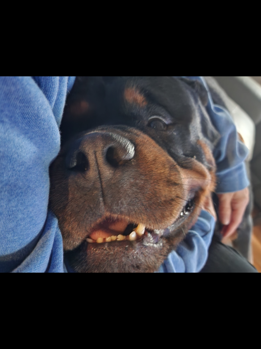 A post by @actionjackson2019 on TikTok caption: Why do humans ask these questions 🙄 🤣 #dogtok #rott #rottie #rottweiler #dogs #dogsoftiktok 