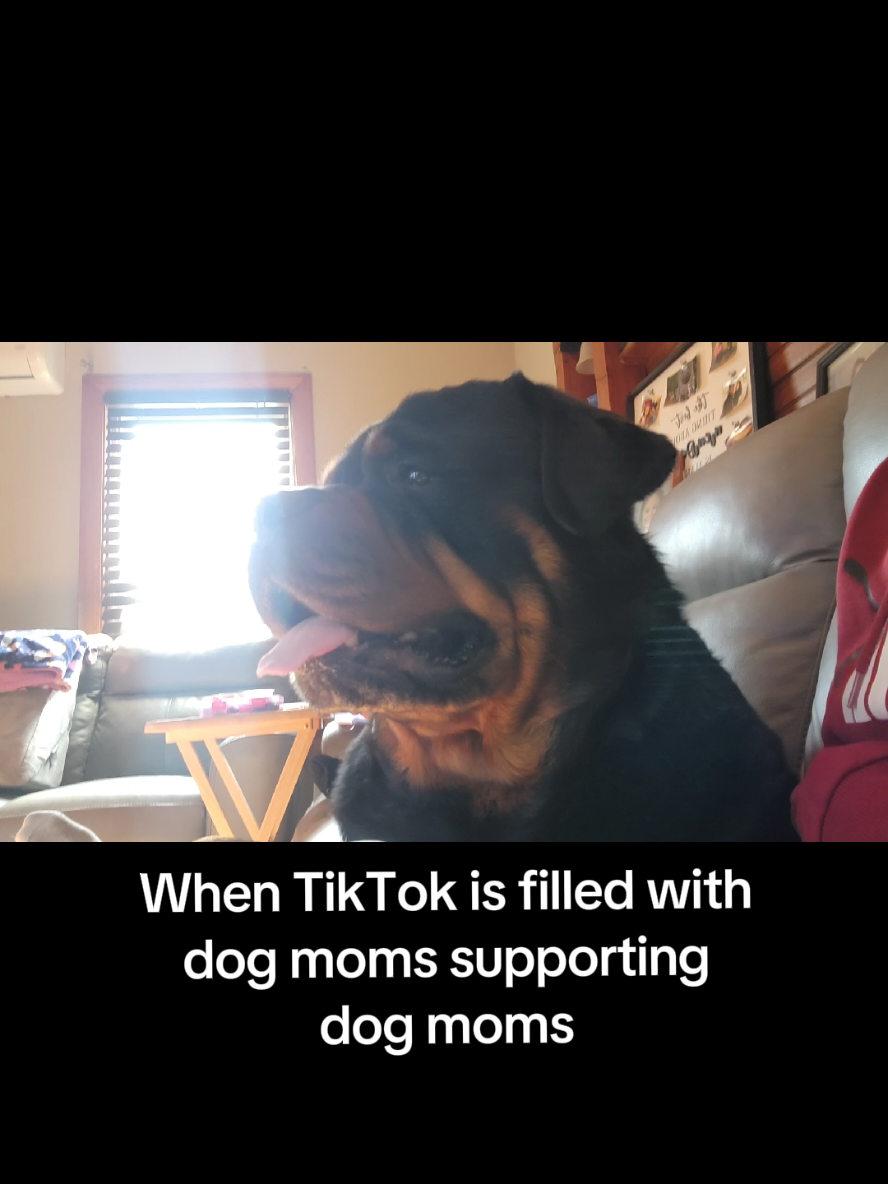 A post by @actionjackson2019 on TikTok caption: Where are all the dog moms?  #dogmoms #dogsoftiktok #rottweiler #supportmoms #army #momsbelike 