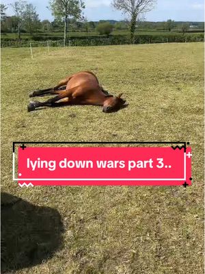 A post by @mollyandthegreys on TikTok caption: note to self: literally stfu #horse #equine #equestrian #horseriding #horsetok #horsegirl #horsesoftiktok #equestrianvibes #equestriantiktok #fyp #foryou #abcxyz 