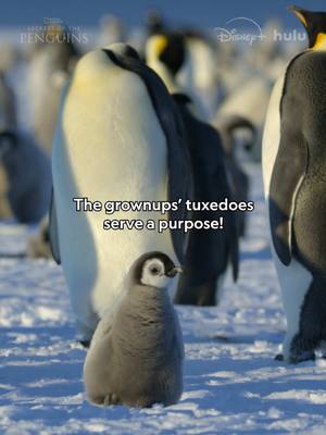 A post by @natgeo on TikTok caption: We penguins are always dressed for the occasion! 🤵 #SecretsOfThePenguins is now streaming on @Disney+ and @hulu.