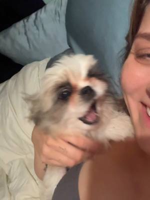 A post by @ragstorichesanimalrescu on TikTok caption: My little rat #puppy #puppylove #puppylover #puppies #puppiesofinstagram #pup #dog #dogsofinstagram #doglifestyle #cute #wisp #wispy #adorable #follow #followus #insta #instagram #staystinky  