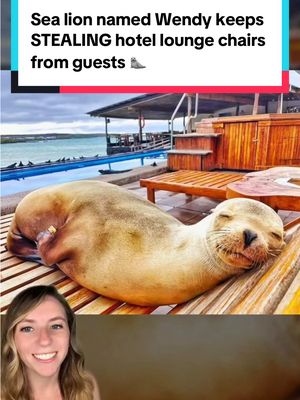 A post by @thatgoodnewsgirl on TikTok caption: This sea lion has claimed the hotel pool as her personal hangout… and she’s not shy about taking over the lounge chairs. 🦭 But at Hotel Solymar on Santa Cruz Island in the Galápagos, she’s treated like royalty, with staff going out of their way to keep her comfortable and protected. 💙 Reminder: While sea lions like Wendy are naturally curious, it’s important to respect wildlife by keeping your distance and never trying to touch them. 🦭 📸 Hotel Solymar Galapagos #sealion #wildlife #galapagos #cuteanimals #goodnews #sealions #saltwater #animals