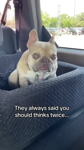 A post by @waltergeoffrey on TikTok caption: I think I got Char Char Little’s brain cells…😬 ##donteventhinksonce##humor##frenchbulldog##frenchiesoftiktok##dogtok##dogmom##funnydog##frenchie##petlovers