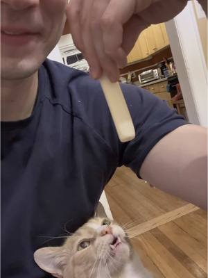 A post by @jacqueszewhipper on TikTok caption: Find someone who looks at you the way @scipioscreams looks at cheese  #cats #truelove #cheese #cat #catsoftiktok 