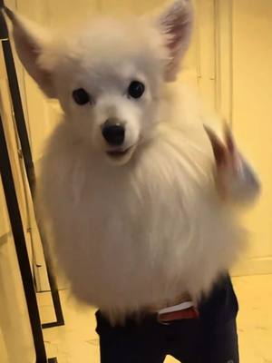 A post by @allicattt on TikTok caption: RIP ROSCOE BUT WHAT IS GOING ON😭😭😭😭😭😭😭😭😭😭😭 #fyp #AI #funny 