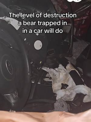 A post by @abc7newsbayarea on TikTok caption: A black bear in Northern California got stuck inside a family's Subaru car for over two hours, completely trashing the car in its frustrated attempts to get out. The owners of the car were worried about the tired and hot bear and decided to shoot the driver's window with a pellet gun to release him. The bear got out but not without leaving extensive damage. #blackbear #trapped #ca #california #californiabear #damage #fyp #fypシ #abc7newsbayarea 