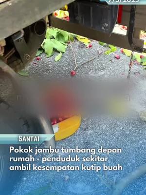 A post by @ohbulanofficial on TikTok caption: Kalau lambat habis 😝😝😝 📷 : shahmanfauzi #ohbulan #fyp #santai #makcik #baju #kelawar #ambil #jambu #pokok #tumbang 