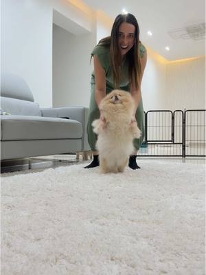 A post by @edarcapher on TikTok caption: Zoe dio un bailecito #hokeypokeychallange 
