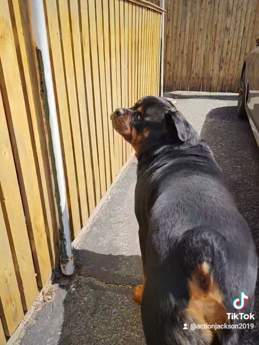 A post by @actionjackson2019 on TikTok caption: PSA: The mailman was not harmed. 🤪 #dogsoftiktok #rottweiler #rott #rottiesoftiktok #dogmom #fyp #mailman #dogsoftiktok #dogtok #recall 
