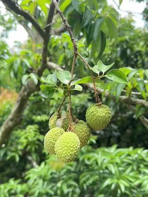 A post by @lovefruit290815 on TikTok caption: 🧑🏻‍🌾👩🏻‍🌾👍🏻 Picking sweet lychees and eating them right in the garden is wonderful. #happy #fresh #fruit #garden @starfruit company 