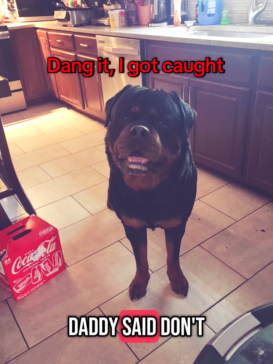 A post by @actionjackson2019 on TikTok caption: hes not suppose to be on the counter 😒  #misbehaving #no #dogsoftiktok #listeningiseverything  #rott 