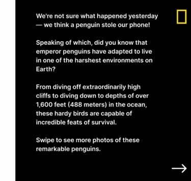 A post by @natgeo on TikTok caption: Still can't believe Popi stole our phone. 😅 Read more about the remarkable fortitude of emperor penguins at the 🔗 in bio. #SecretsOfThePenguins is now streaming on @Disney+ and @hulu.