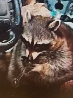 A post by @abcnews on TikTok caption: Move over, Cocaine Bear. Meet Meth Raccoon. Police in Ohio were surprised to find a raccoon holding a meth pipe during a traffic stop earlier this week. Luckily, authorities say, the raccoon, named Chewy, hadn't ingested any of the drugs. Chewy's owner, who had a permit to own a pet raccoon, was arrested on multiple drug and traffic charges.