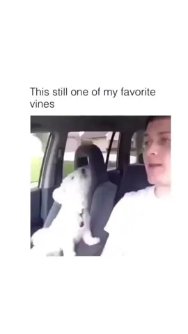A post by @cutedogsonline on TikTok caption: Funny dogs  🐕 😄 #dog #dogs .