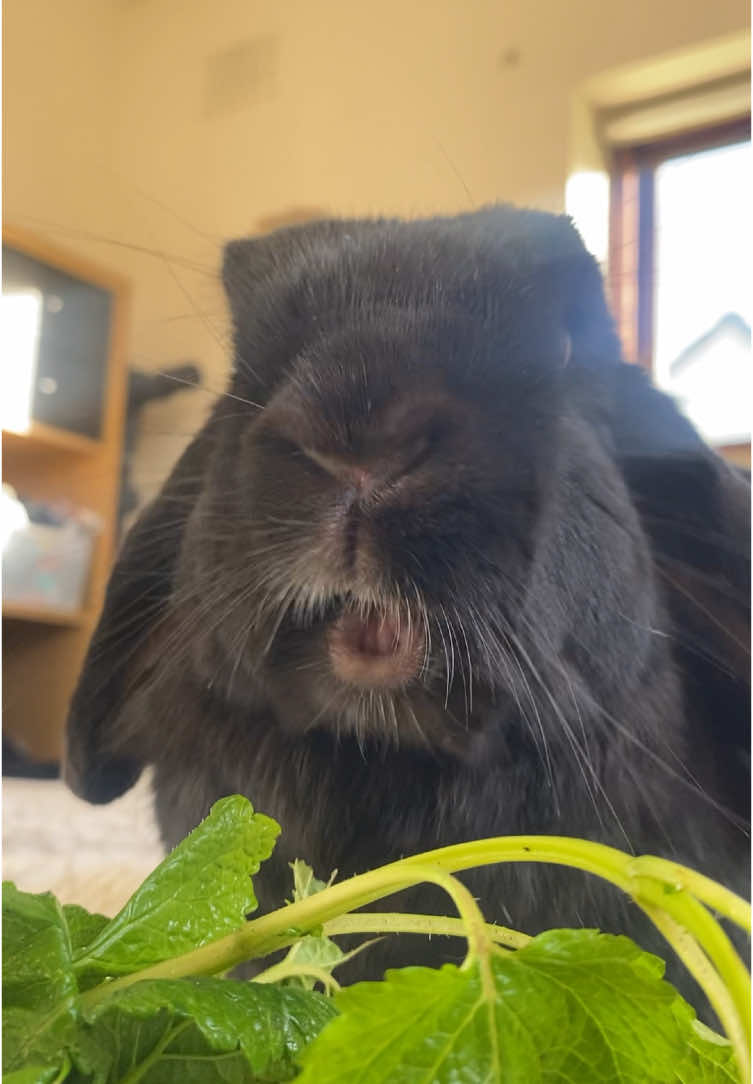 A post by @hazelnut_the_bunny on TikTok caption: What’s your rabbits favourite herbs?! Hazelnut loves lemon balm.  #rabbitsoftiktok #rabbitcare #asmrsounds #hazelnutthebunny 