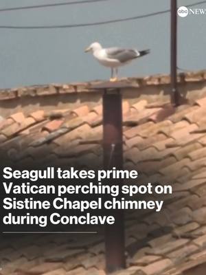 A post by @abcnews on TikTok caption: While all eyes are on the Sistine Chapel chimney to see whether black or white smoke signaling a new pope emerges, viewers watching live streams of the smoke stack have taken a special interest in the seagulls hovering nearby. Catholic cardinals gathered at the Vatican on Wednesday to elect the successor to Pope Francis. Voting will take place in the Sistine Chapel, with ballots continuing in succession until any candidate secures two-thirds of the available votes. #pope #conclave #seagull #vatican #abcnews