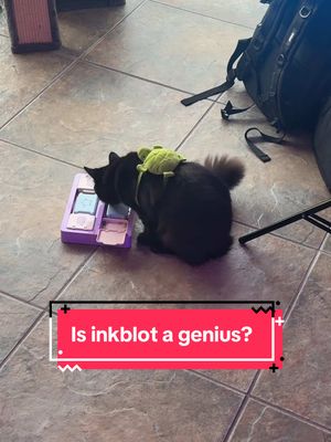 A post by @skylarcalico on TikTok caption: I’m sorry Mimi, you did not win the genetic lottery. #cats #catsoftiktok #cattoys #puzzlebox #treatpuzzles #cat 
