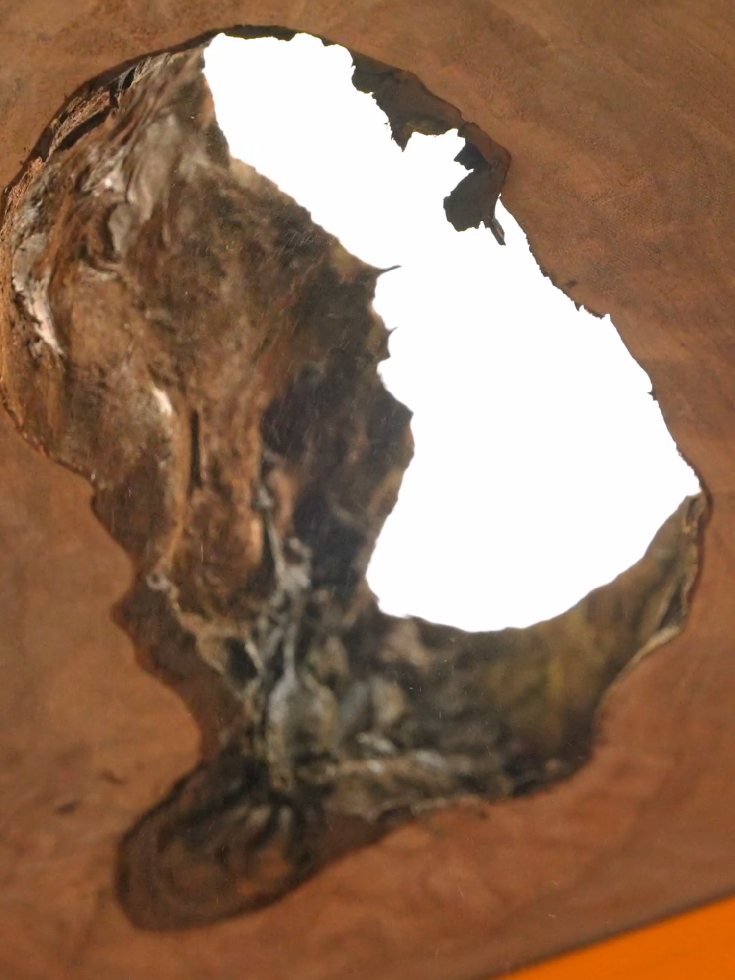 A post by @blacktailstudio on TikTok caption: Big, Old Growth Redwood
