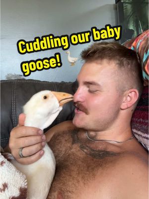 A post by @2guysandsomeland on TikTok caption: Cuddle time with OUR baby goose 🪿 notice I said “OUR” which means you have parental responsibilities also! #foryou #goose #african #geese #fypシ  #gosling #update #farmer 