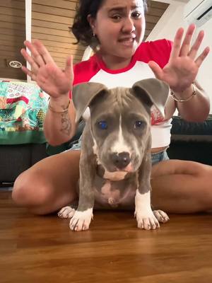 A post by @graciescornertv on TikTok caption: Look at the hops on this ele-pup! 🤭 🎥 : laakea.thebluebrindle (TikTok) 🎶 : Elephant Song | Gracie’s Corner . #elephantsong #elephantdance @La’akea 