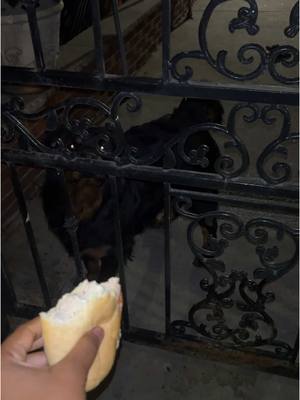 A post by @aiyannace on TikTok caption: We gon do them legos tomorrow #legos #dogs #dominance #trained