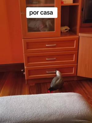 A post by @nosellas on TikTok