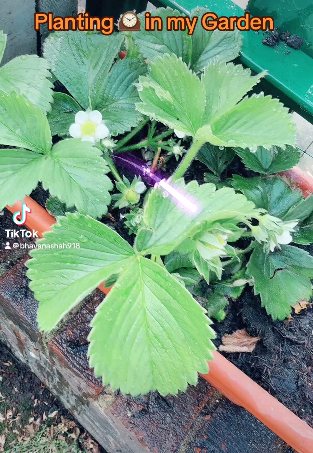 A post by @bhavanashah918 on TikTok caption: #creatorsearchinsights #fyp #bhavanashahthapa #garden 