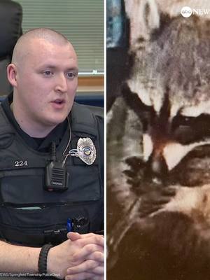 A post by @abcnews on TikTok caption: The Ohio police officers who encountered a raccoon named Chewy holding a meth pipe during a traffic stop held a press conference on Wednesday to discuss the unusual situation. They told reporters they're making sure both Chewy and its owner are getting the help they need.
