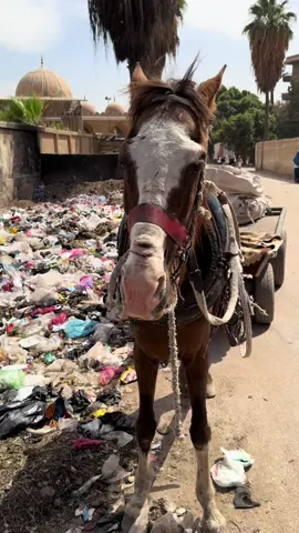A post by @aliassafari1 on TikTok caption: #rescue #foryoupage #aninals #help #love #nevergiveup #viral #alisafari 