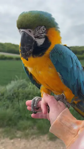 A post by @shelbythemacaw on TikTok caption: So pleased to say Shelby went out on her first free fly today. It has been nearly a year since she was last out flying. I wanted to spend the last 12 months really working on getting her health back up as she was in a terrible way last year. Unfortunately flying does exasperate her condition (she has aspergillosis) and causes pain, so with flying comes increased plucking, therefore I will not be flying her as frequently as the other two birds, however exercise is obviously extremely important for her with her condition so it was imperative that I got her back free flying once her pain and the spread of the disease was under control. She loved her first fly outdoors, and it was like she had never had a break. It honestly blows my mind how resilient macaws are, and it was so good to see her with so much skill and fitness still, even after all this time. The fly was short despite her being capable of more, as I don’t want to push her into pain again, but also, she didn’t go near a single tree and so I wanted to end the fly before that habit set itself in stone again! #macaw #parrots #shelbythemacaw #macawsoftiktok #freeflying #freeflight 