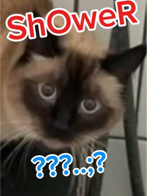 A post by @mervthecat on TikTok caption: WiLL CHARALs finALLY CAMe over, lmoa,wait til,,, wait::( #bagagwa #may #catsoftiktok #lakers #prom #truly #springbreak