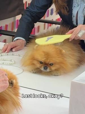 A post by @kellyclarksonshow on TikTok caption: Donut has other plans 😴 #lisavanderpump #vanderpumpvilla #donut #lastlooks