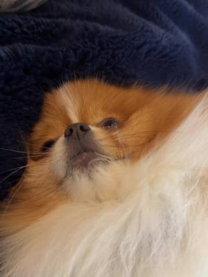 A post by @barbeebandzxxx on TikTok caption: Cupid 😂😂 #pomeranian #teacuppomeranian #fyp #fypシ 