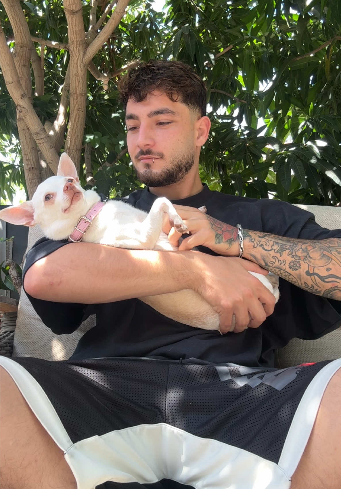 A post by @mreviatar on TikTok caption: I love her so muccchhhhh😩😍(כמה שאני אוהב אותה❤️) @Eviatar Ozeri @Nikiozeri #chihuahua #dogs #kuchikuchi #angrydog #nikiozeri #niki #mreviatar #dog 