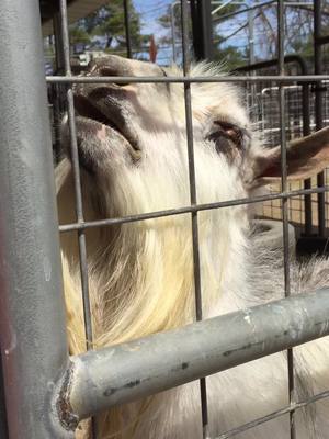 A post by @afvofficial on TikTok caption: Goat's like "breakfast and some yap" 🐐 #afv #goats #funnyvideos