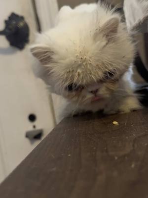 A post by @ragstorichesanimalrescu on TikTok caption: Crispy up to no good. Also explain how her new thing is food on top of her head? #fyp #foryou #foryoupage #rescue #rescuekitten #kitten #kittens #follow #followus #rescuecat #rescuekittenoftiktok #wisp #kittenlove #staystinky 