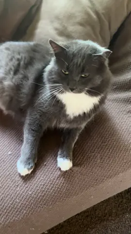 A post by @lexxibaby2 on TikTok caption: Gucci aka GUOP said happy thick Thursday #lovenpositivevibes #cat 