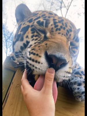 A post by @safarisammie on TikTok