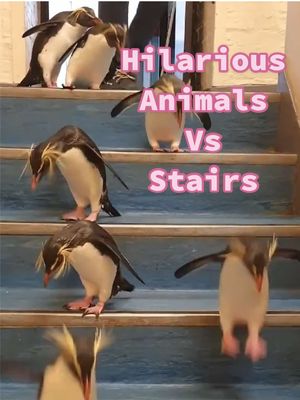 A post by @thepetcollective on TikTok caption: Animals vs stairs: the silliest combo you've ever seen! 😂🐕 #Dog #Cat #Fyp #AnimalLovers