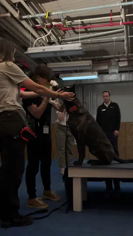 A post by @kathryns.canines on TikTok caption: this is why you put in the work! what may look like a simple chin rest in the beginning turns out to be one of the most useful commands i’ve taught my working dog. because she was trained in cooperative care using positive reinforcement since 8 weeks old, valkyrie was able to hold her chin rest while a stranger held weird eye equipment up to her face, shining a bright light in her eye. no one is forcing her to stay there - i love that she’s a willing participant!  #dutchshepherd #cooperativecare #workingdog #searchandrescuek9