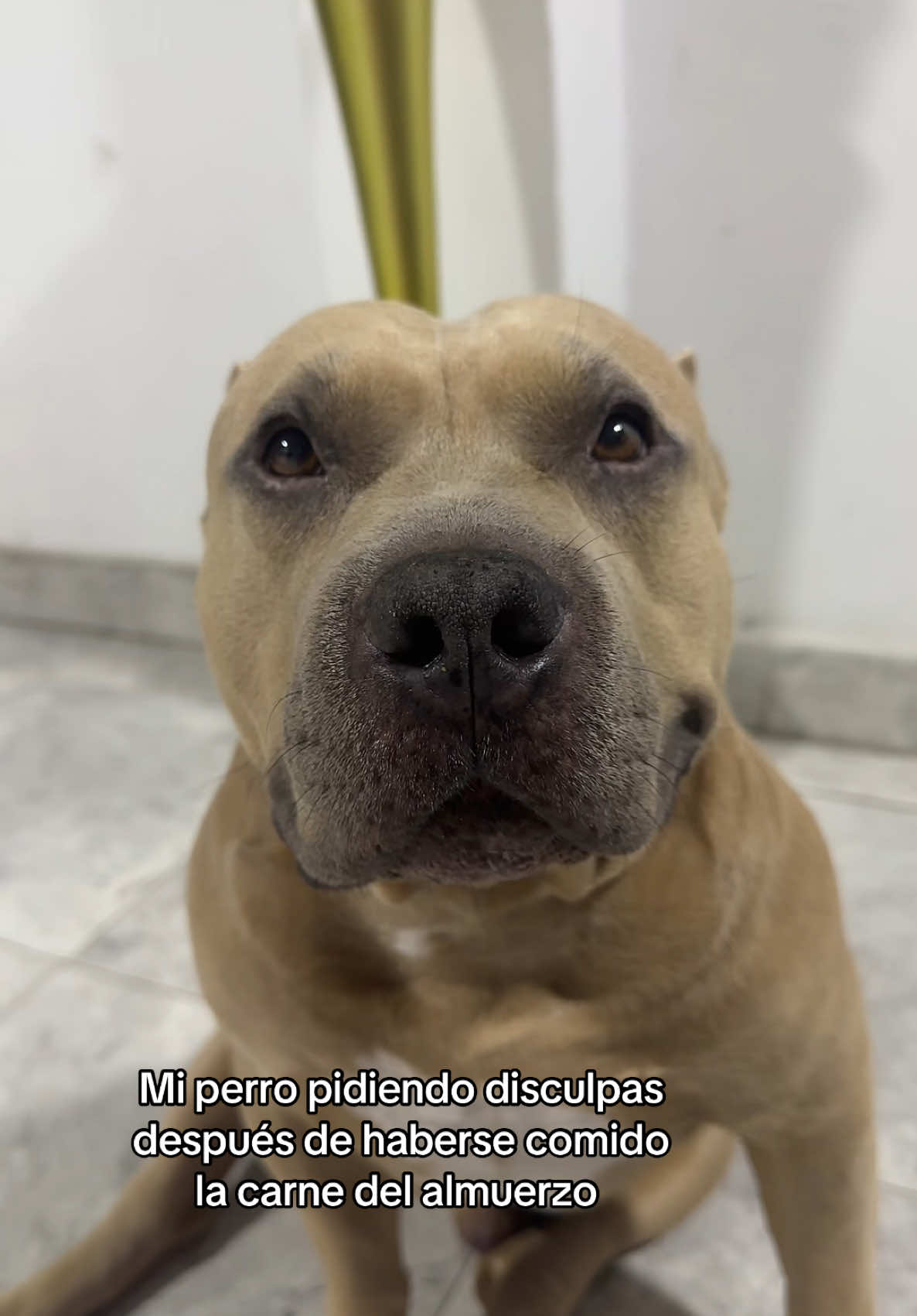 A post by @vikingo606 on TikTok caption: Una disculpa mi gente 🐶🗣️#vikingo606 #humor 