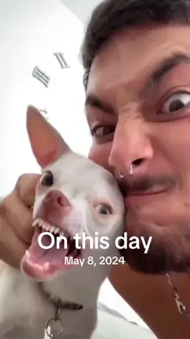 A post by @animal.reunion on TikTok caption: #onthisday 