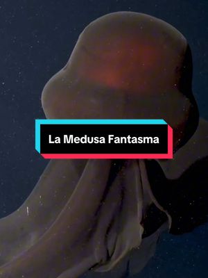 A post by @dunia_santos_urbina on TikTok caption: La Medusa Fantasma